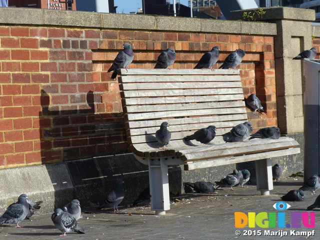 FZ024072 Pigeons on bench